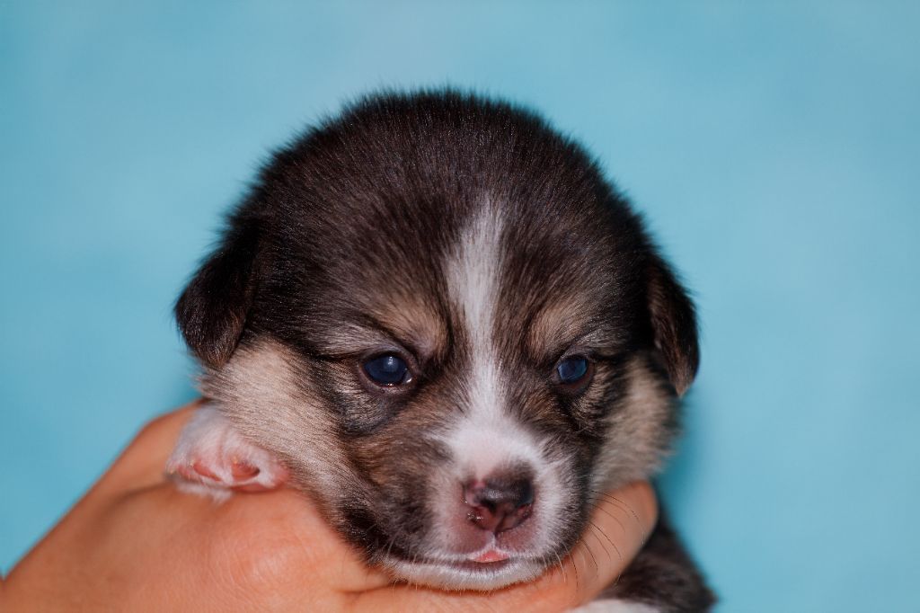 Des Mines De Saphir D'extalia - Chiots disponibles - Welsh Corgi Pembroke