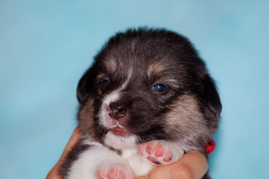 Des Mines De Saphir D'extalia - Chiots disponibles - Welsh Corgi Pembroke