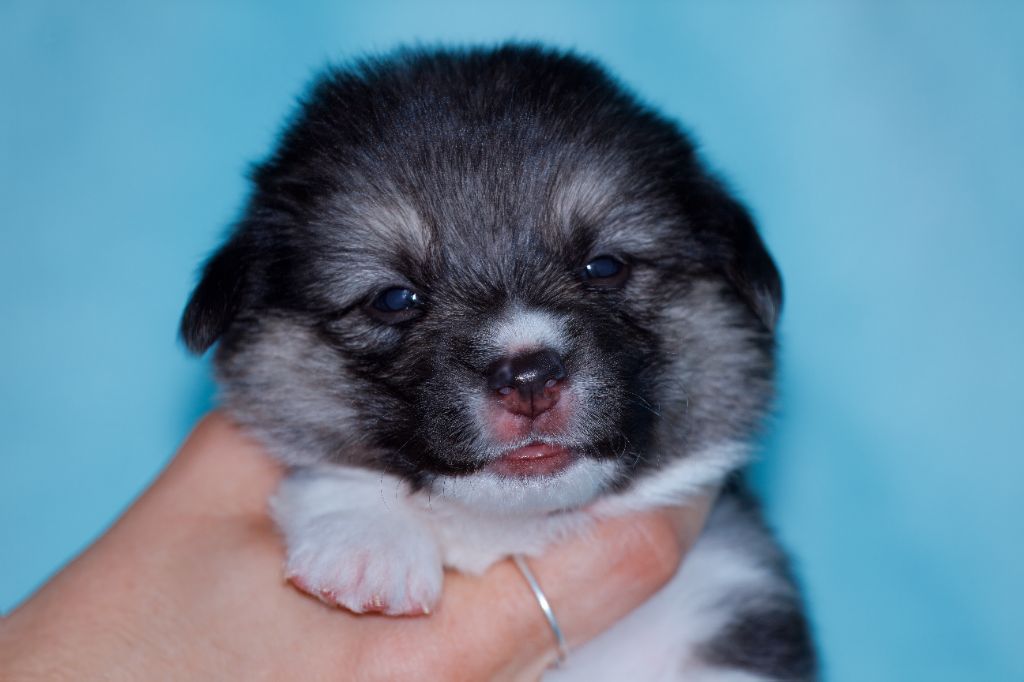 Des Mines De Saphir D'extalia - Chiots disponibles - Welsh Corgi Pembroke