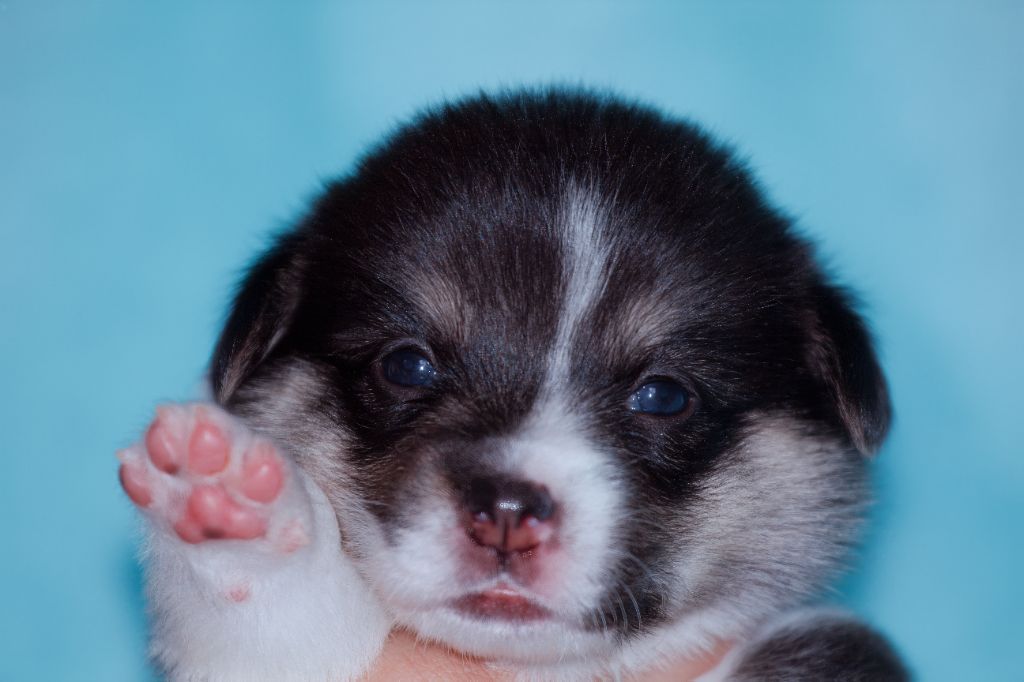 Des Mines De Saphir D'extalia - Chiots disponibles - Welsh Corgi Pembroke