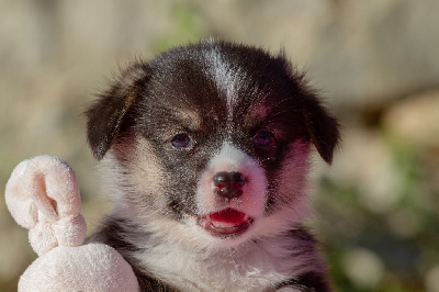 Abu