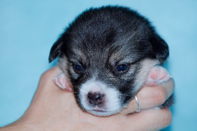 Arcanin