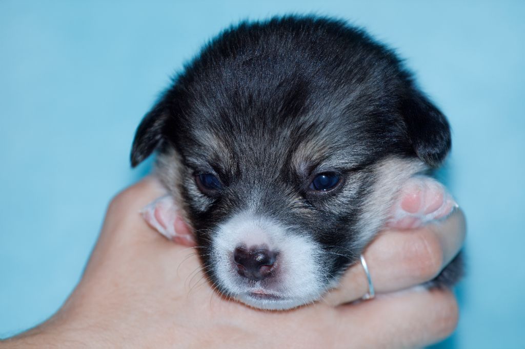 Des Mines De Saphir D'extalia - Chiots disponibles - Welsh Corgi Pembroke