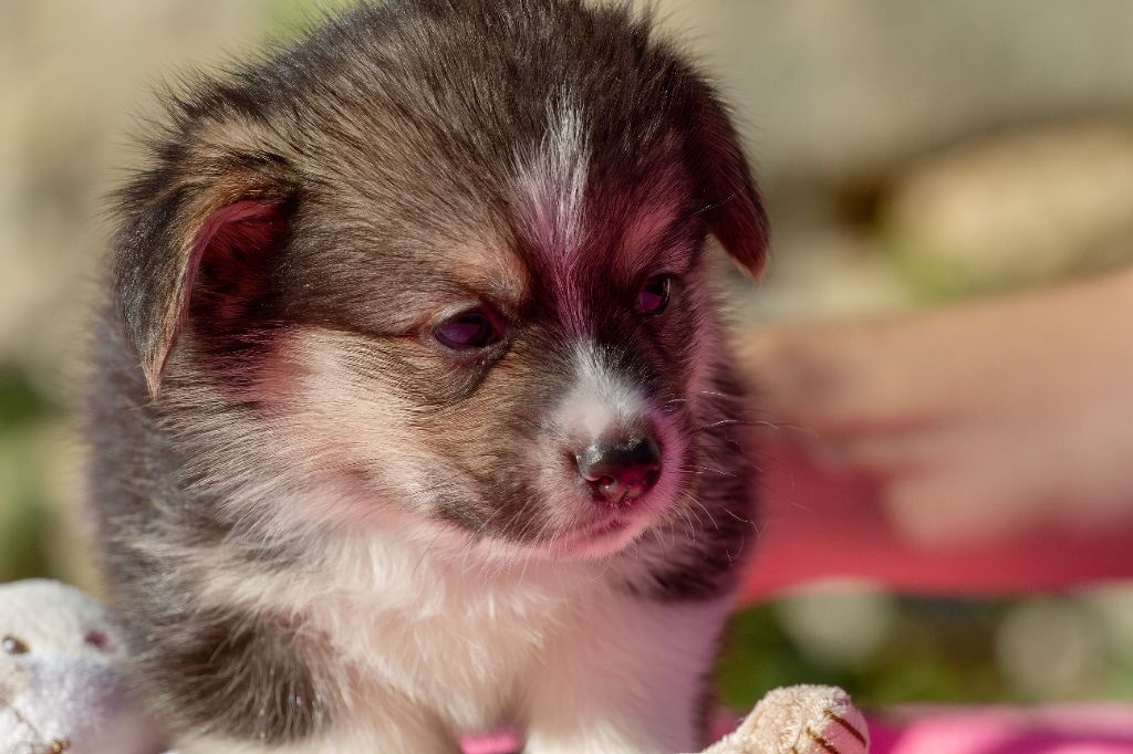 Des Mines De Saphir D'extalia - Chiots disponibles - Welsh Corgi Pembroke
