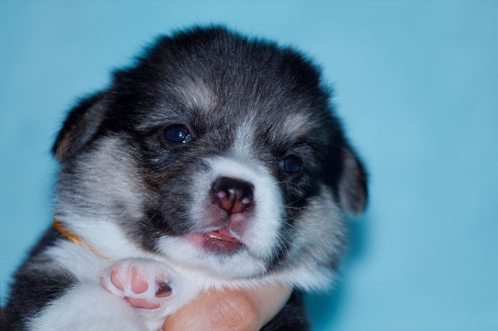 Des Mines De Saphir D'extalia - Chiots disponibles - Welsh Corgi Pembroke