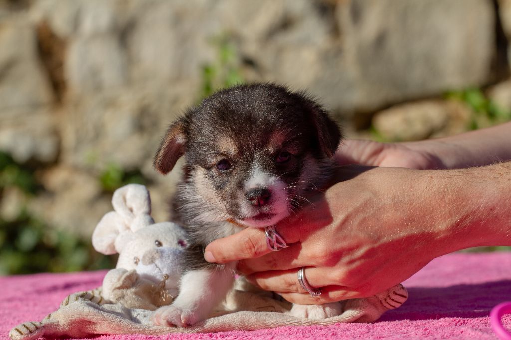 Des Mines De Saphir D'extalia - Chiots disponibles - Welsh Corgi Pembroke