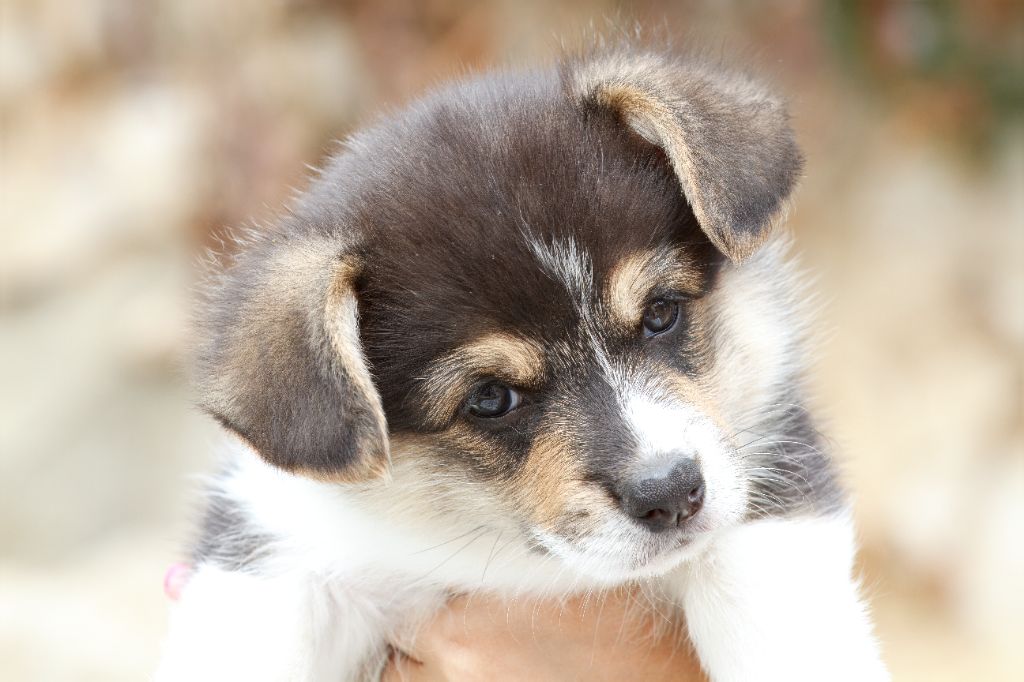 Des Mines De Saphir D'extalia - Chiots disponibles - Welsh Corgi Pembroke